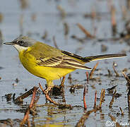 Western Yellow Wagtail