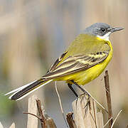 Western Yellow Wagtail