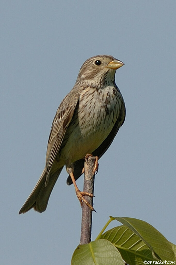 Corn Bunting