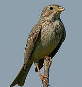 Corn Bunting