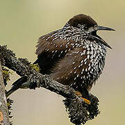 Spotted Nutcracker