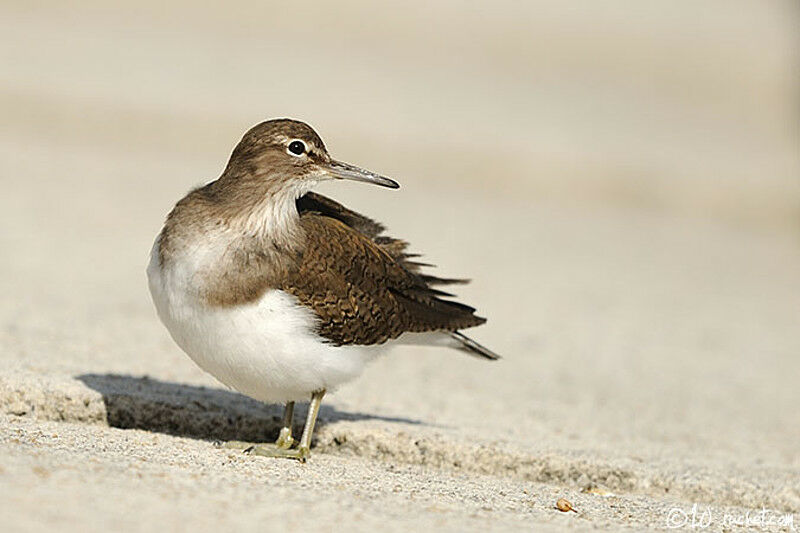 Chevalier guignette, identification