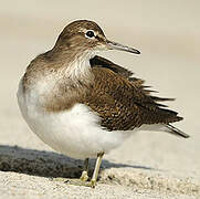 Common Sandpiper