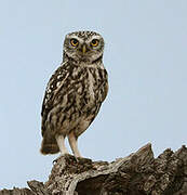 Little Owl