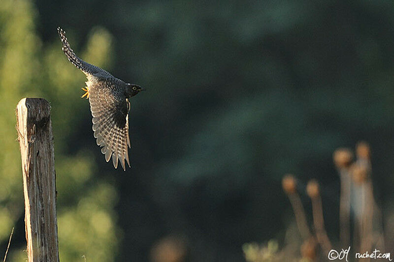 Common CuckooFirst year, Flight