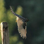 Common Cuckoo