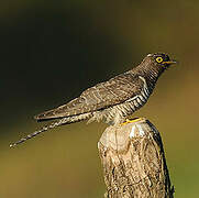 Common Cuckoo