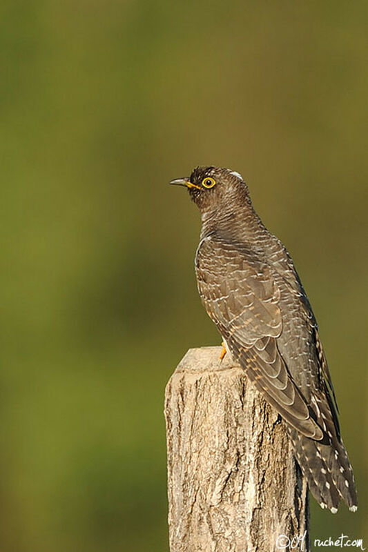 Common CuckooFirst year, identification