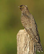 Common Cuckoo