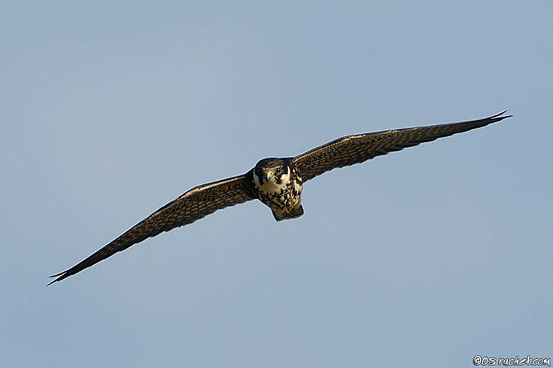 Eurasian Hobby, Flight