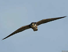 Eurasian Hobby