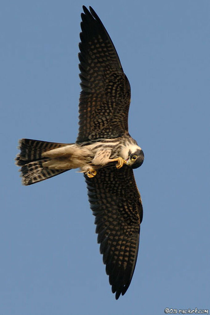 Eurasian Hobby, Flight, Behaviour