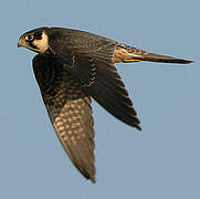 Eurasian Hobby