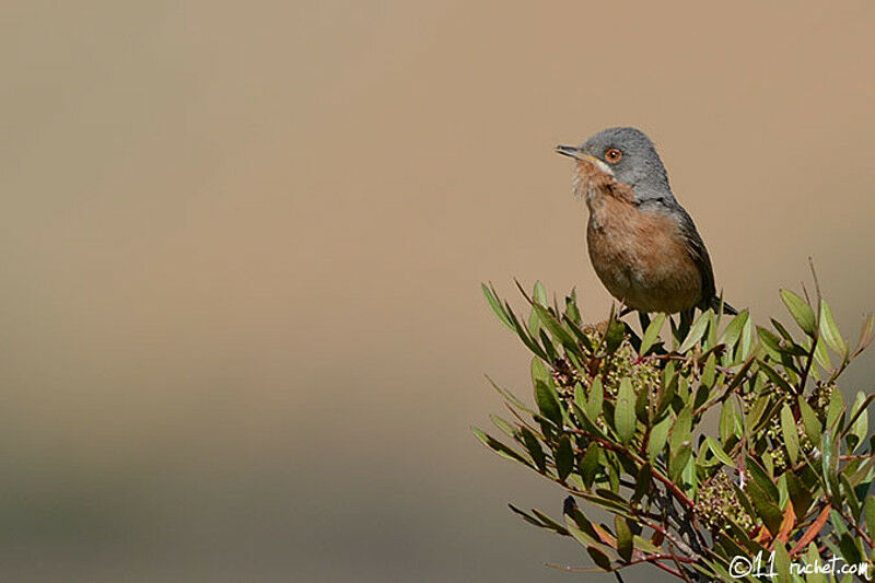 Fauvette passerinette mâle adulte nuptial, identification