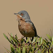 Western Subalpine Warbler