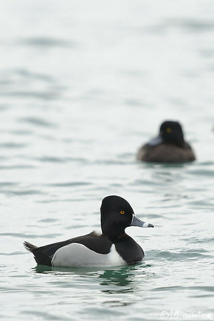 Ring-necked Duck male adult, identification