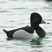 Ring-necked Duck