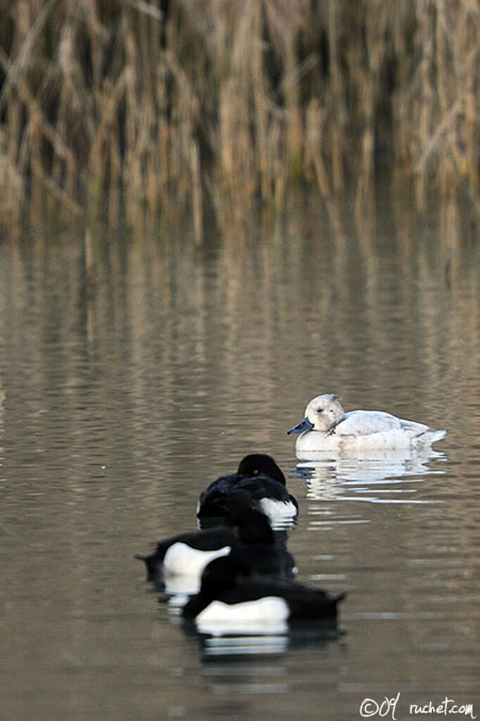 Tufted Duck, identification