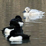 Tufted Duck