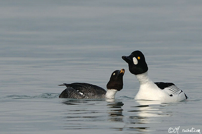 Common Goldeneye adult, identification