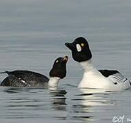 Common Goldeneye