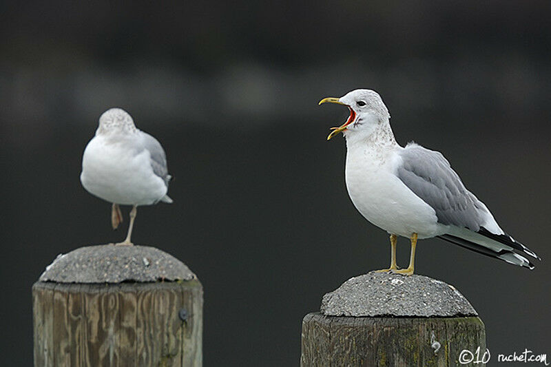 Mew Gull