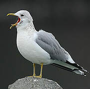 Common Gull