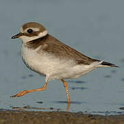 Common Ringed Plover
