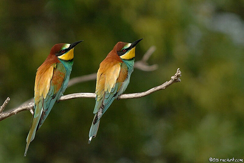 European Bee-eater, identification