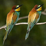 European Bee-eater