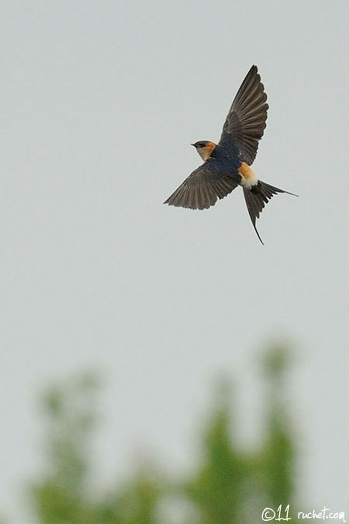European Red-rumped Swallow, Flight