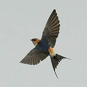 Red-rumped Swallow