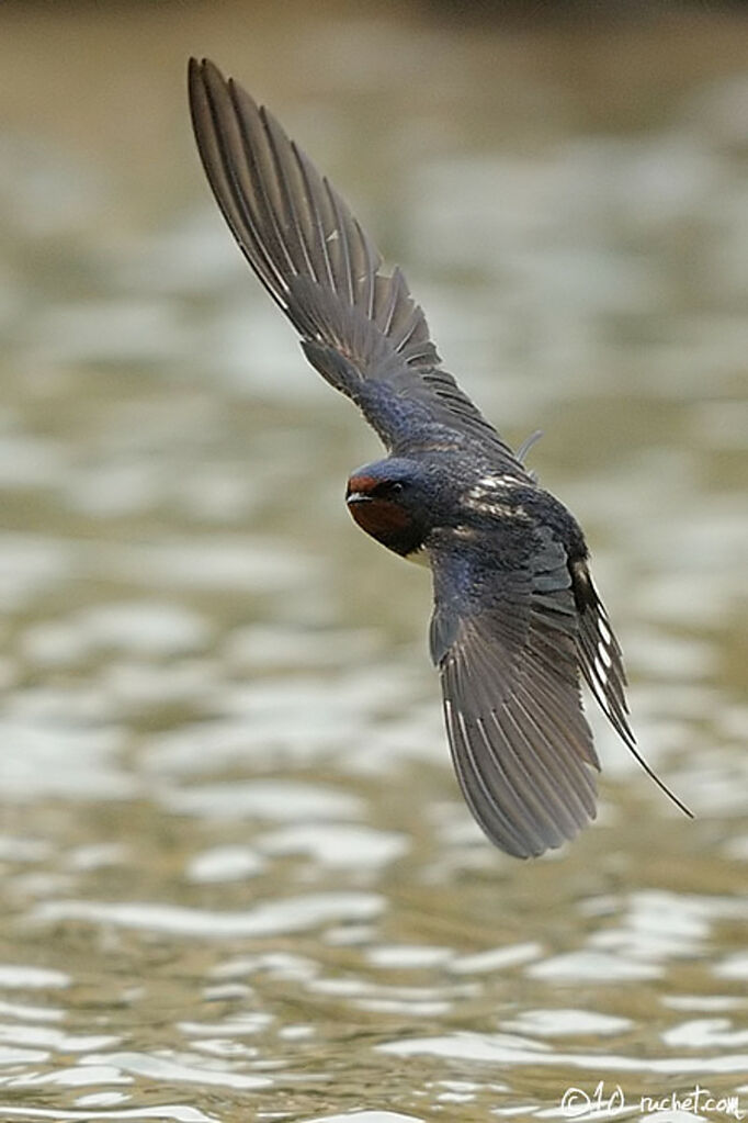 Hirondelle rustique, Vol