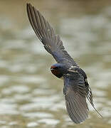 Barn Swallow