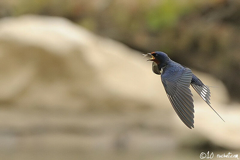 Barn Swallow, Flight