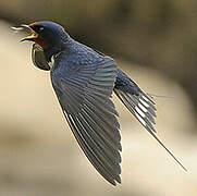 Barn Swallow