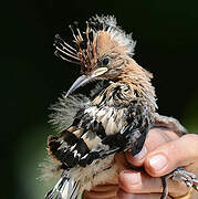 Eurasian Hoopoe