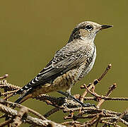 Common Rock Thrush