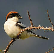 Woodchat Shrike