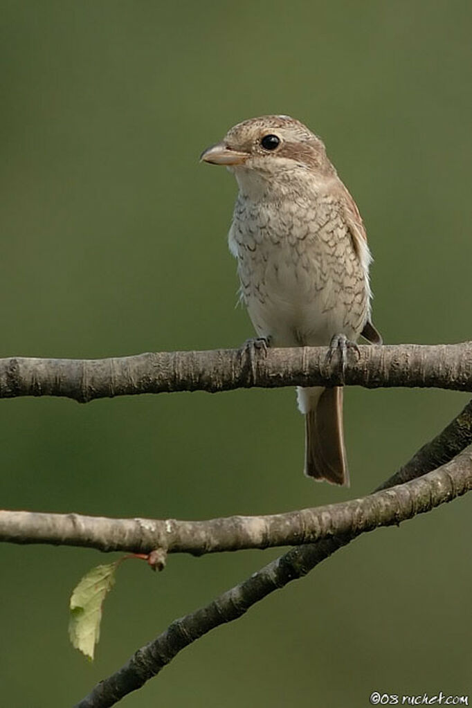 Pie-grièche écorcheur1ère année, identification