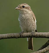 Red-backed Shrike