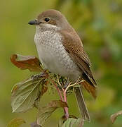 Red-backed Shrike