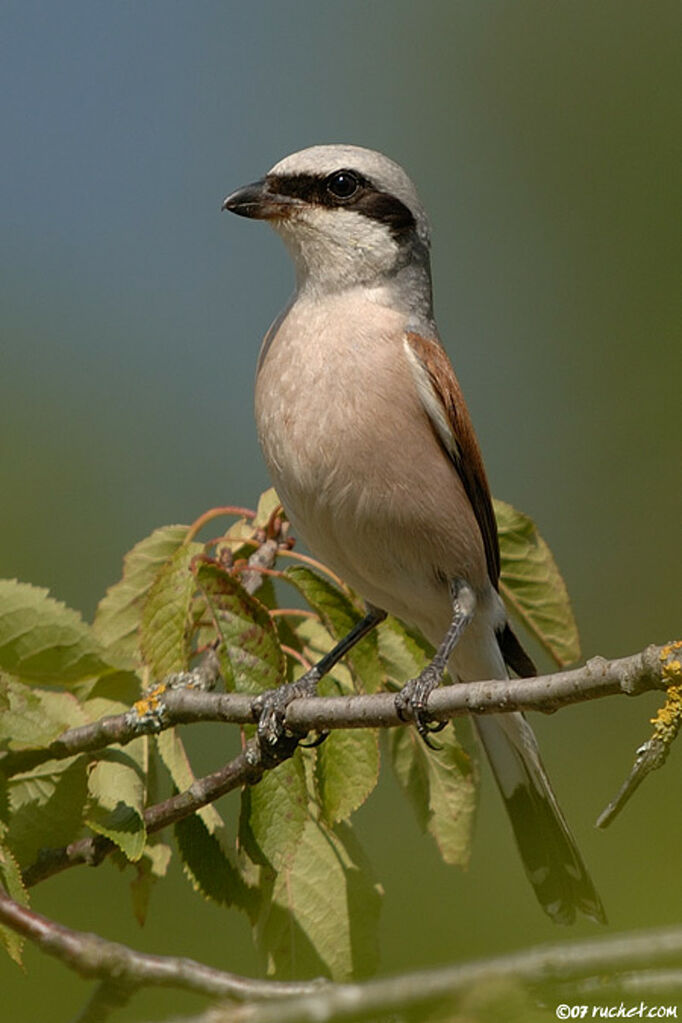 Pie-grièche écorcheur mâle adulte, identification