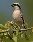 Red-backed Shrike