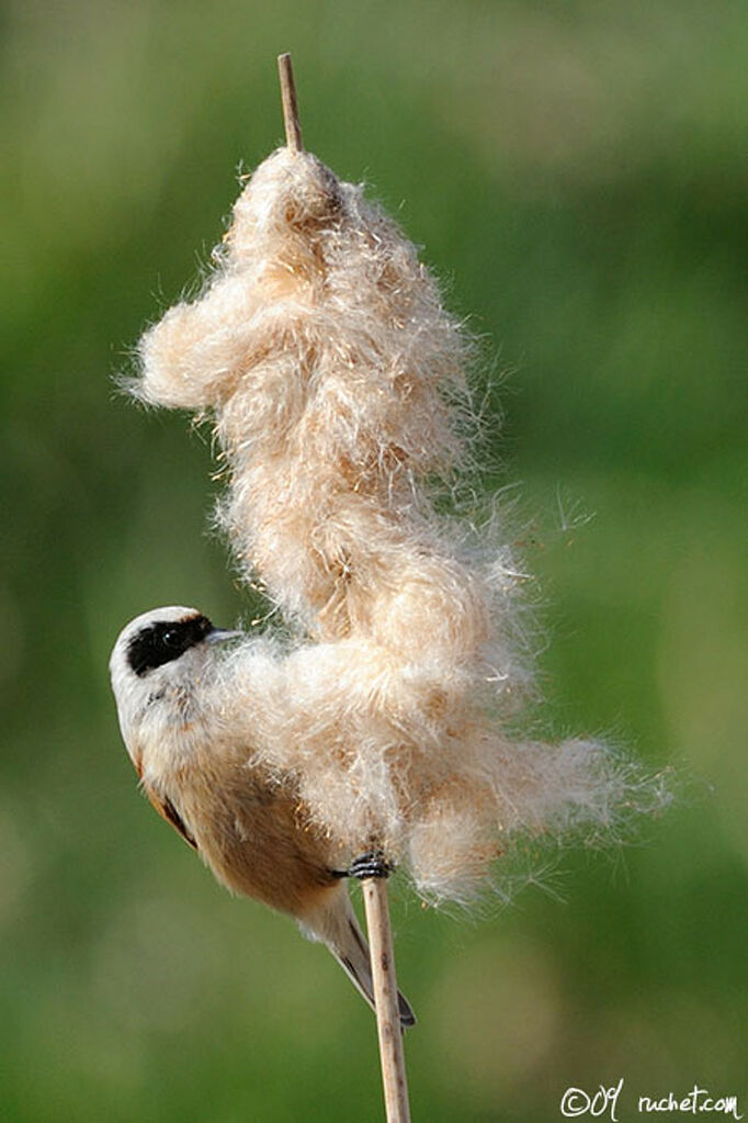 Eurasian Penduline Tit, feeding habits