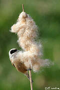 Eurasian Penduline Tit