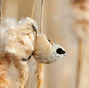 Eurasian Penduline Tit