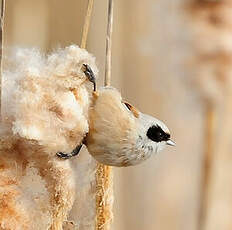 Rémiz penduline