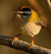 Common Firecrest