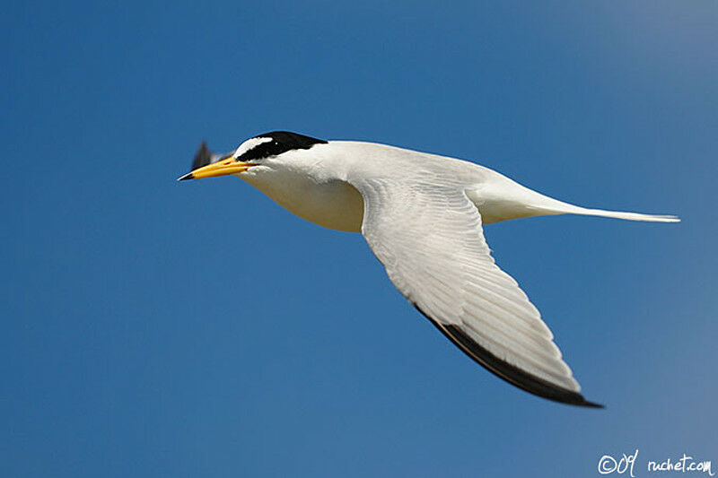 Little Tern